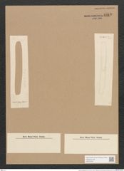 Nitzschia senegalensis Grun. (de-Toni-Nr.: Genus 47, Species 2142) Zeichnungen Sammlung Grunow Nr. 4312 (NHMW-BOT-W0372337)